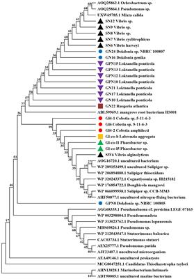 Temporal variations of biological nitrogen fixation and diazotrophic communities associated with artificial seaweed farms